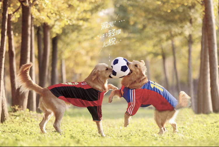 1530702872418912.jpg 美狗岛_06.jpg