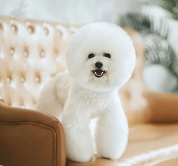 1597312502590912.jpg +56+5.jpg